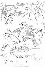 Coloring Bird Pages Colouring sketch template