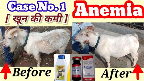 anemia  goat  goat case   treatment