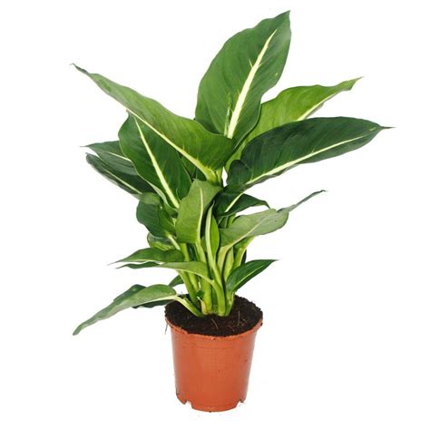 indoor plant types large  inspiraton