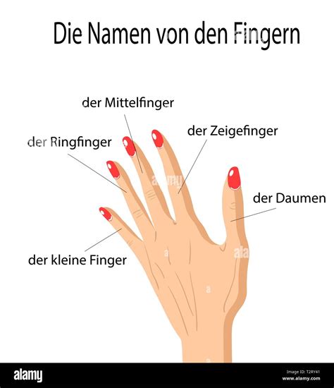 finger namen der teile des menschlichen koerpers  deutscher sprache