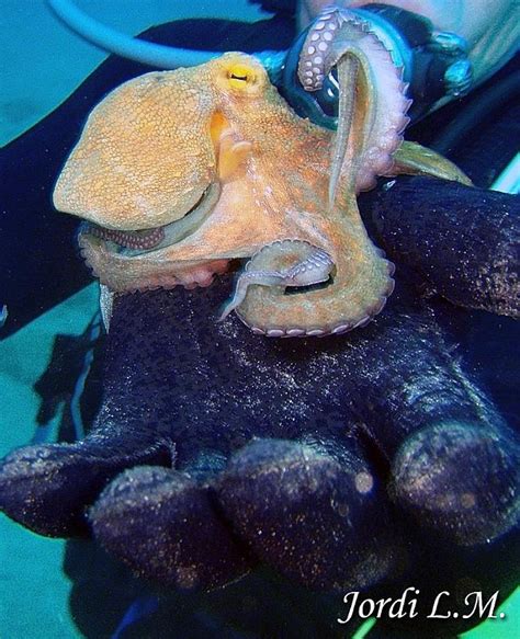 landivepulpo comun octopus vulgaris