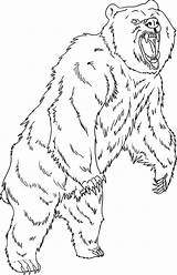 Grizzly Urso Pintar Loup Coloriage Debout Everfreecoloring Imagem sketch template