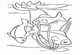 Coloring Pond Pages Fish Getdrawings School Preschool sketch template