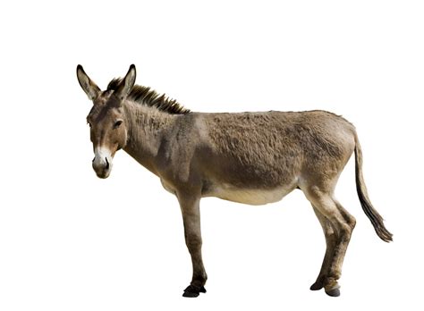 mule definition  meaning collins english dictionary