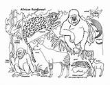 Rainforest African Coloring Wildlife Labeled Africa Rainforests sketch template