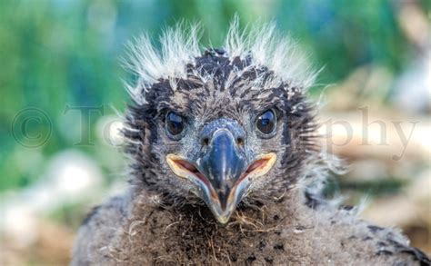 Bald Eagle Chick Head – Tom Murphy Photography