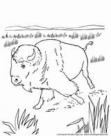 Coloring Bison Pages American Animal Native Kids North Plains Wild Sheets Great Activity Animals America Buffalo Printable Honkingdonkey Americans Crafts sketch template