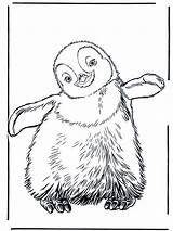 Penguin Coloring Pages Emperor Kids Pinguin Printable Print sketch template
