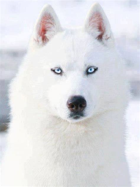 white siberian husky  blue eyes white siberian husky dogs animals