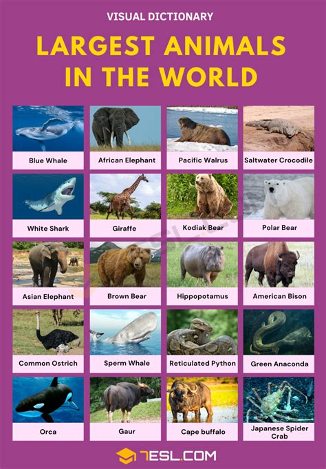 list   largest animals   world esl