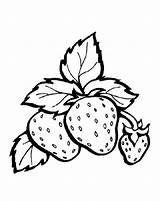 Erdbeere Coloring Fruit Pages Ausmalbilder Choose Board sketch template