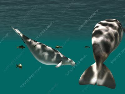 stellers sea  stock image  science photo library