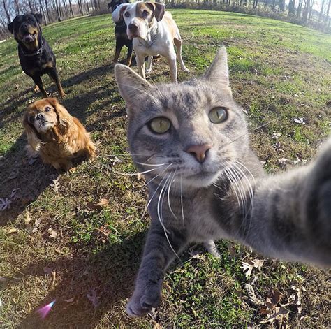 this selfie taking cat takes better selfies than you bored panda