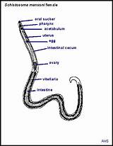 Diagram Schistosoma sketch template