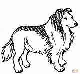 Collie Coloring Pages Dog Rough Labradoodle Puppy Supercoloring Lps Color Printable Border Colouring Getcolorings Comments Choose Board Grooming Guide Drawing sketch template