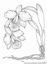 Cattleya Orchids Pintadas Orquideas sketch template