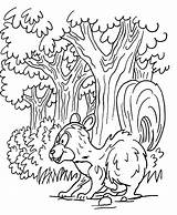 Colorear Bosco Skunk Wald Florestas Animali Floresta Mofeta Bosques Zum Ausmalbild sketch template
