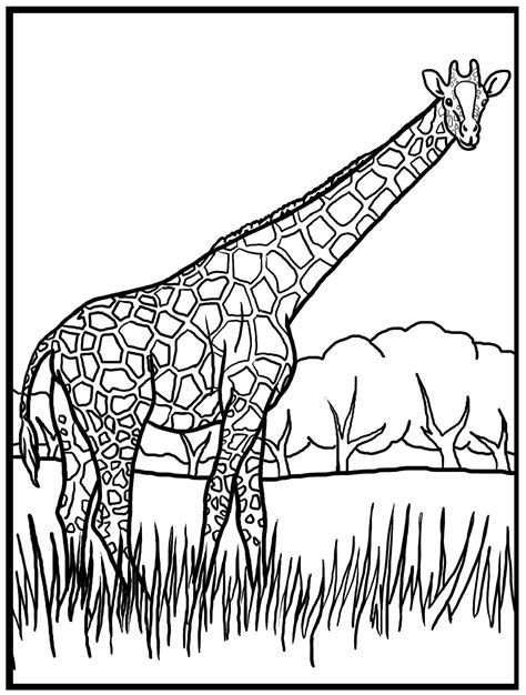 giraffe  color colouring pages
