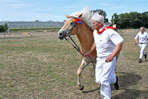 dit jaar stond de paardenfok en showdag van de paarden fokvereniging