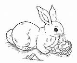 Kaninchen Rabbit Pasen Lop Mandalas Coelhos Eared Pascoa Kleurplaten Rabbits Coloringhome Topkleurplaat Everfreecoloring sketch template