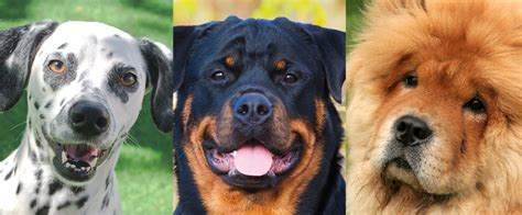 dog breeds   banned  dubai