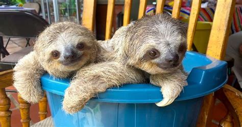 18 Sloth S That Are Just What The Doctor Ordered
