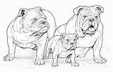 Coloring Pages Adult Books Dogs Popular Dog Bulldog Adults Book Difficult Drawing Colouring Clipart Sheets Pdf John Green Bulldogs Favorite sketch template