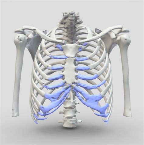 Rib Cage Skeletal Series Part 5 The Human Rib Cage These
