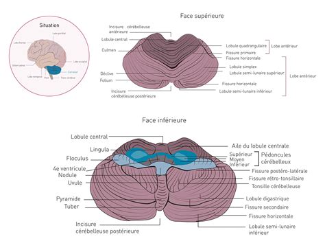 anatomie le cortex cerebelleux  behance