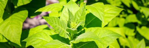 grow   tobacco love  garden