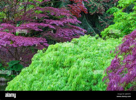 multiple coloured leaves  trees   vancouver botanical garden stock