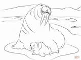 Walrus Morsy Morses Kolorowanka Dwa Morsa Mors Arktyki Druku Malowanka Mammals Duże sketch template