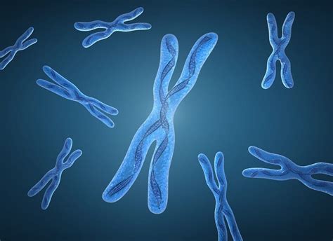 ¿qué Son Las Alteraciones Cromosómicas
