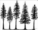 Tree Fir Douglas Pine Tattoo Sketch Drawing Outline Line Silhouette Trees Redbubble Forest Pines Tattoos Getdrawings Sticker Simple Result Sketches sketch template