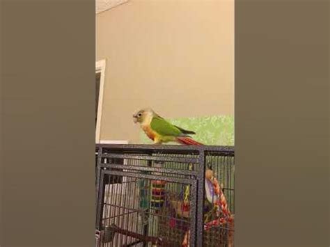 parrot jailbreak youtube