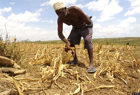 deadly maize disease threatens food supplies  kenya