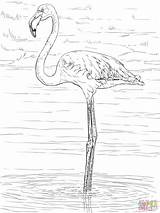 Ausmalbilder Colorare Flamant Coloriage Fenicottero Flamingos Disegno Mandala Bird Disegnare Colorier Ausdrucken Kleuren sketch template