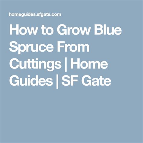 grow blue spruce  cuttings blue spruce spruce growing
