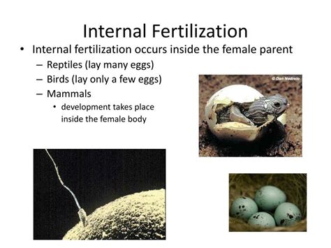 internal  external fertilization development powerpoint