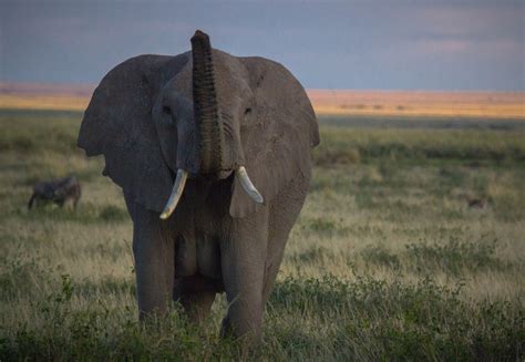 Wildfolio Elephants At Amboseli Nov 2012