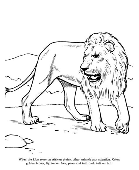 african lion coloring page color luna