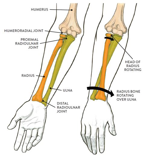 left supination