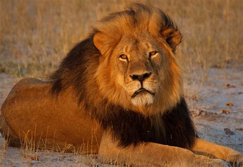 endangered species act protections  african lions