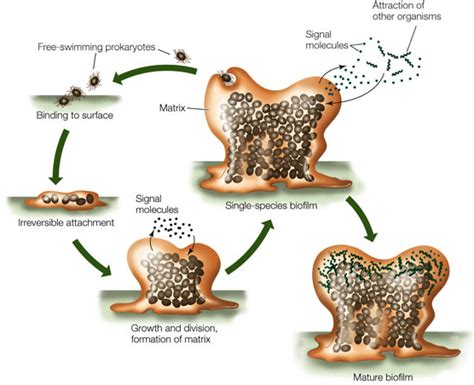 chemistry news quorum sensing bacterial communication  chemical