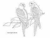 Papagei Malvorlage Papageien Tiere Kinderbilder Ganzes Malvorlagen sketch template
