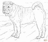 Coloring Shar Pei Pages Dog Drawing Printable sketch template
