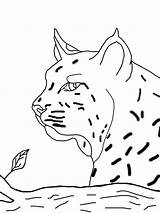 Bobcat Coloring Pages Print Face Color Easy Kids Scout Cub Getdrawings Template Getcolorings Printable Drawing sketch template