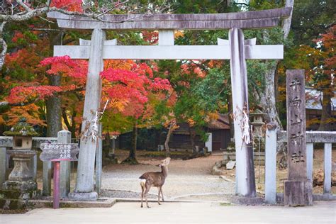 nara japan  travel blog