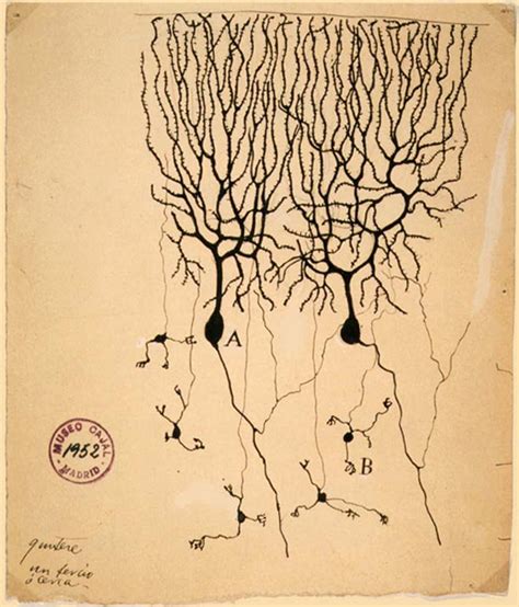 nervous system psychology wiki fandom powered by wikia