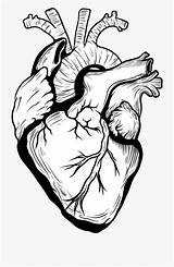 Corazones Anatomical Humano Broken Corazón Anatomico Organ Anatómico Roto Davidbaptistechirot Dlf Nicepng sketch template